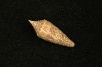 藏品(長芋螺)的圖片